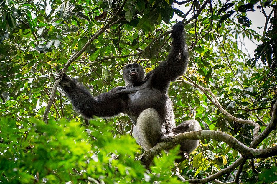 Gorilla in the forest canopy
