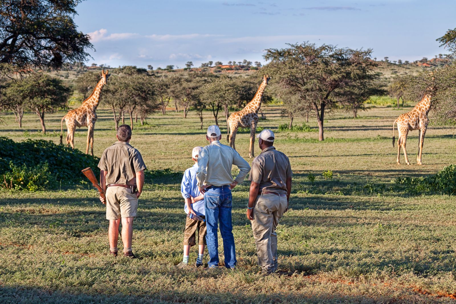 Walking among giraffe on a private conservancy