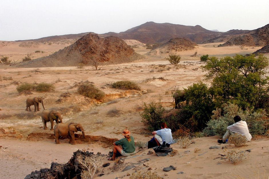 Desert elephants and travellers at rest