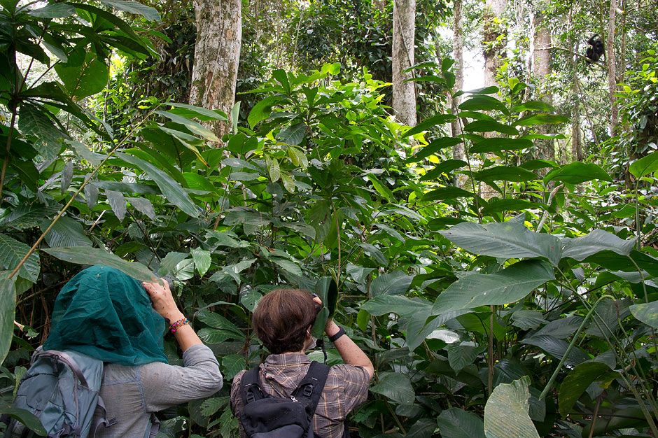 Trekking the rainforest