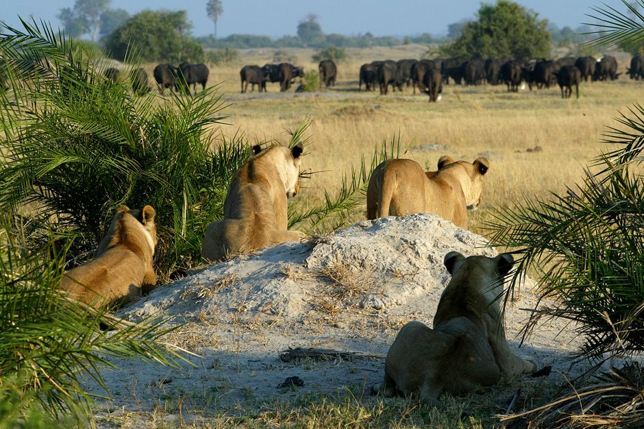 Wild lionesses resting in the Delta