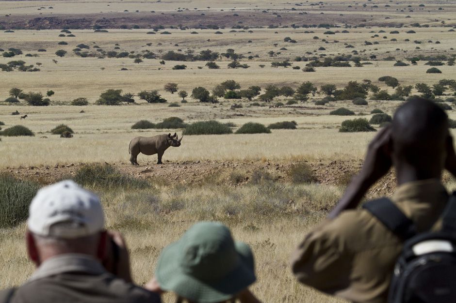 Tracking black rhino on foot